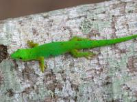 Seychellen Taggecko - La Digue